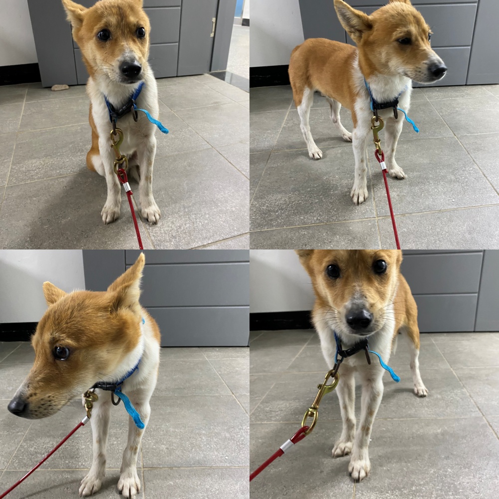 구미시 동물보호센터_447508202501362